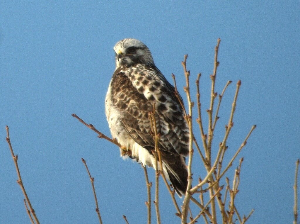 Hawk perched on bare branches against sky