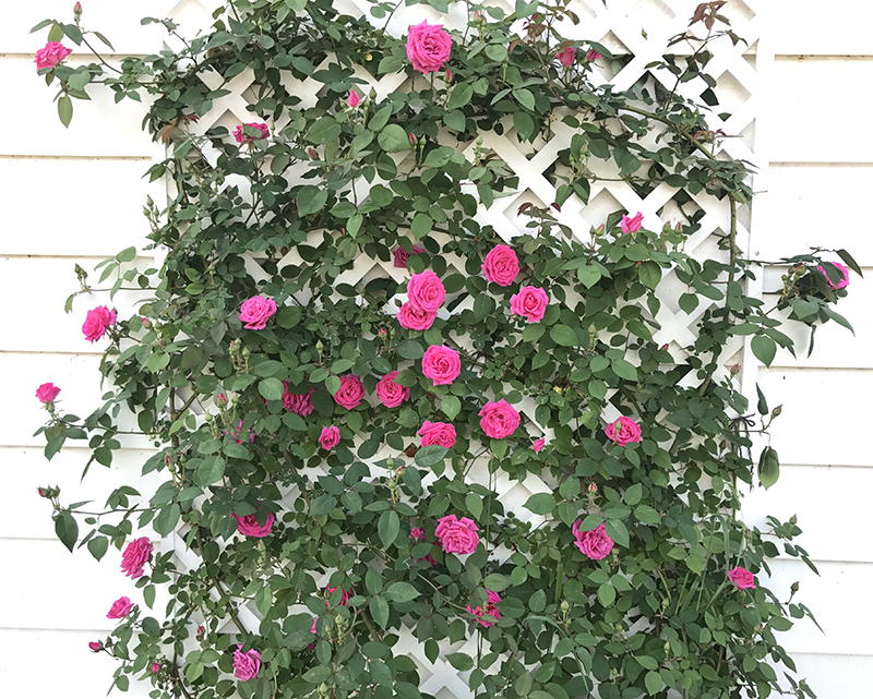 Roses in full bloom at Seilers' Studio and Gallery getting ready for the Water Show with paintings by Michael Seiler and poetry by Kathleen Seiler.