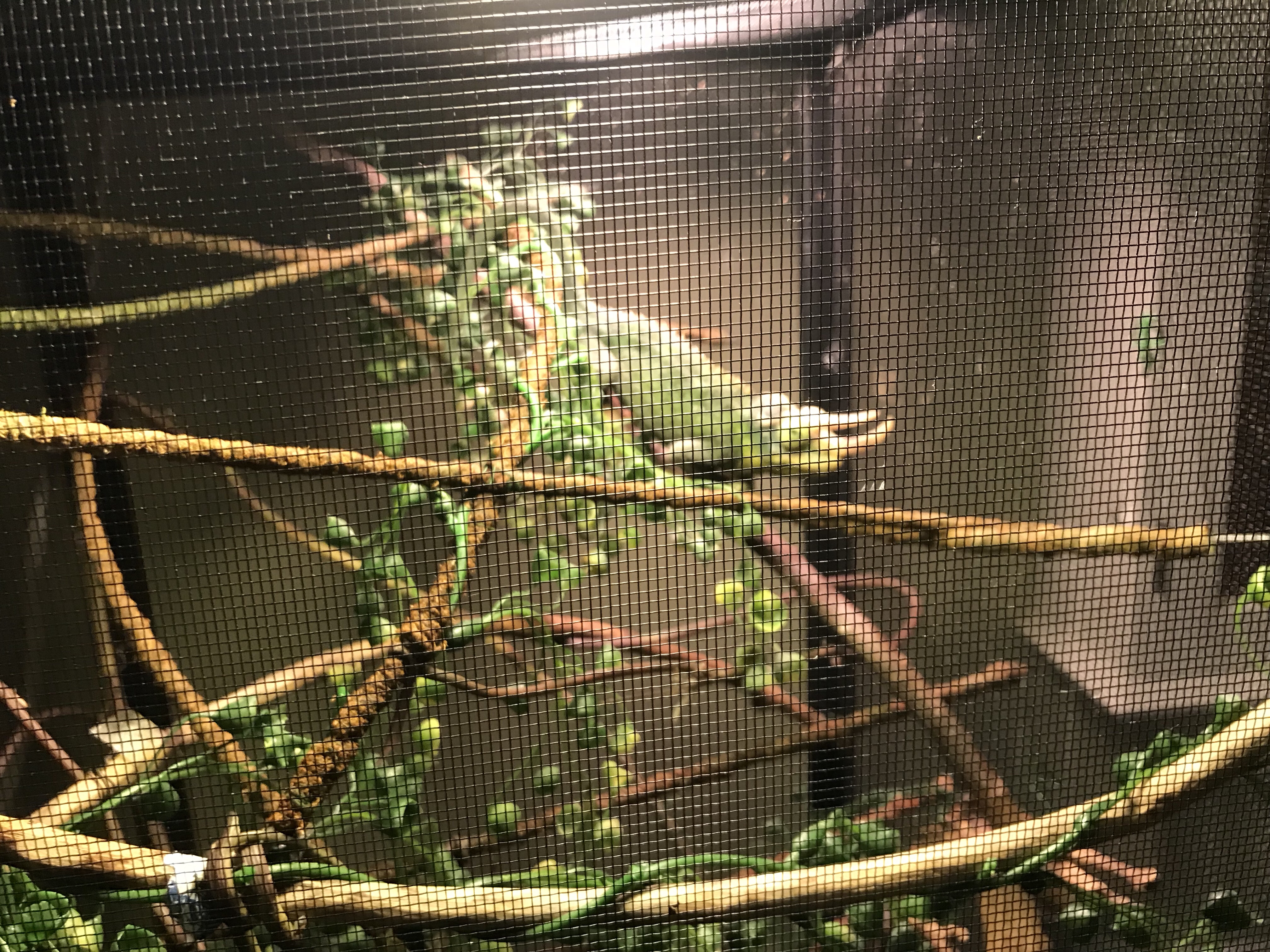 Green chameleon in terrarium on branches