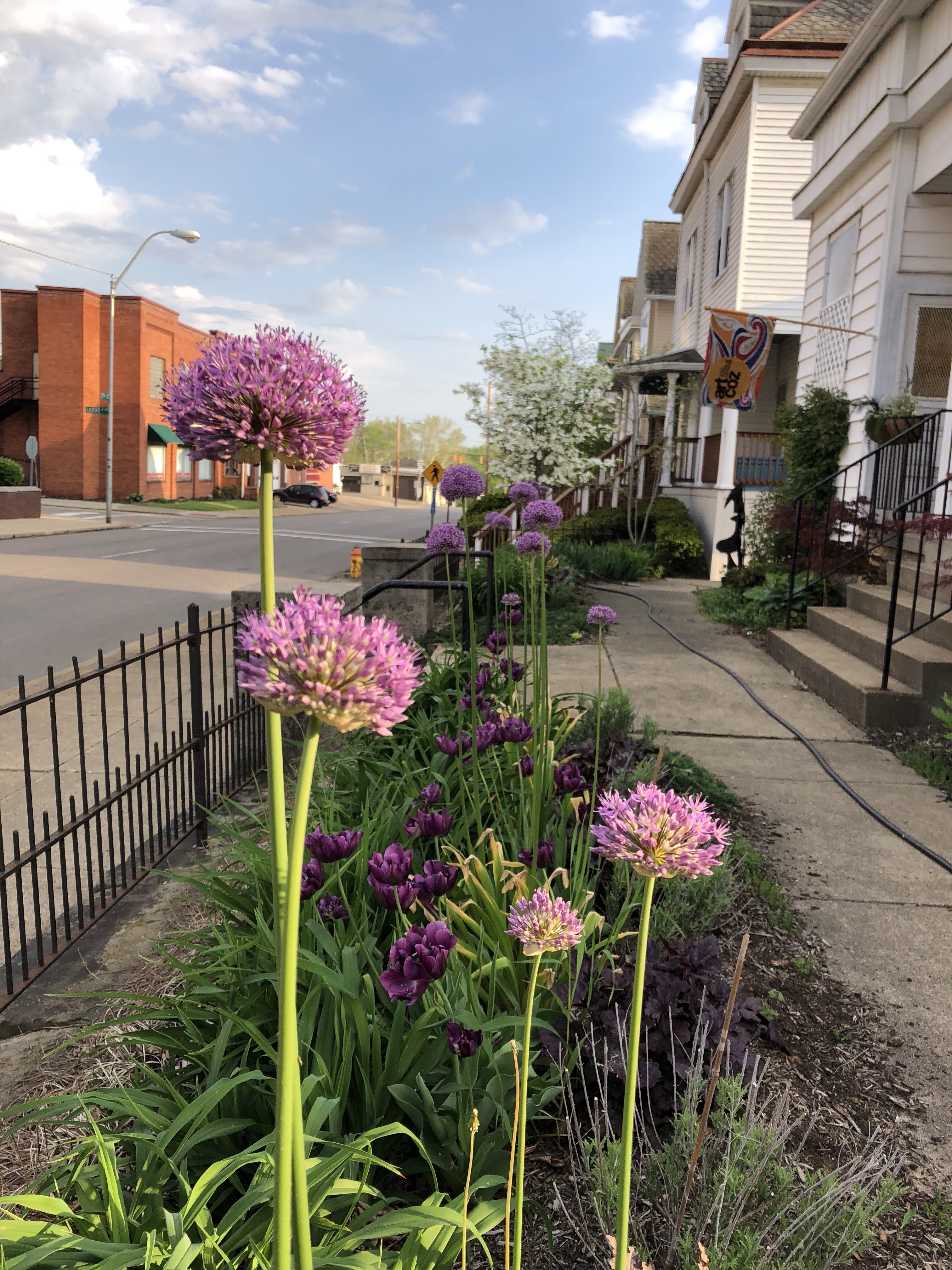 Purple alliums lining residential sidewalk