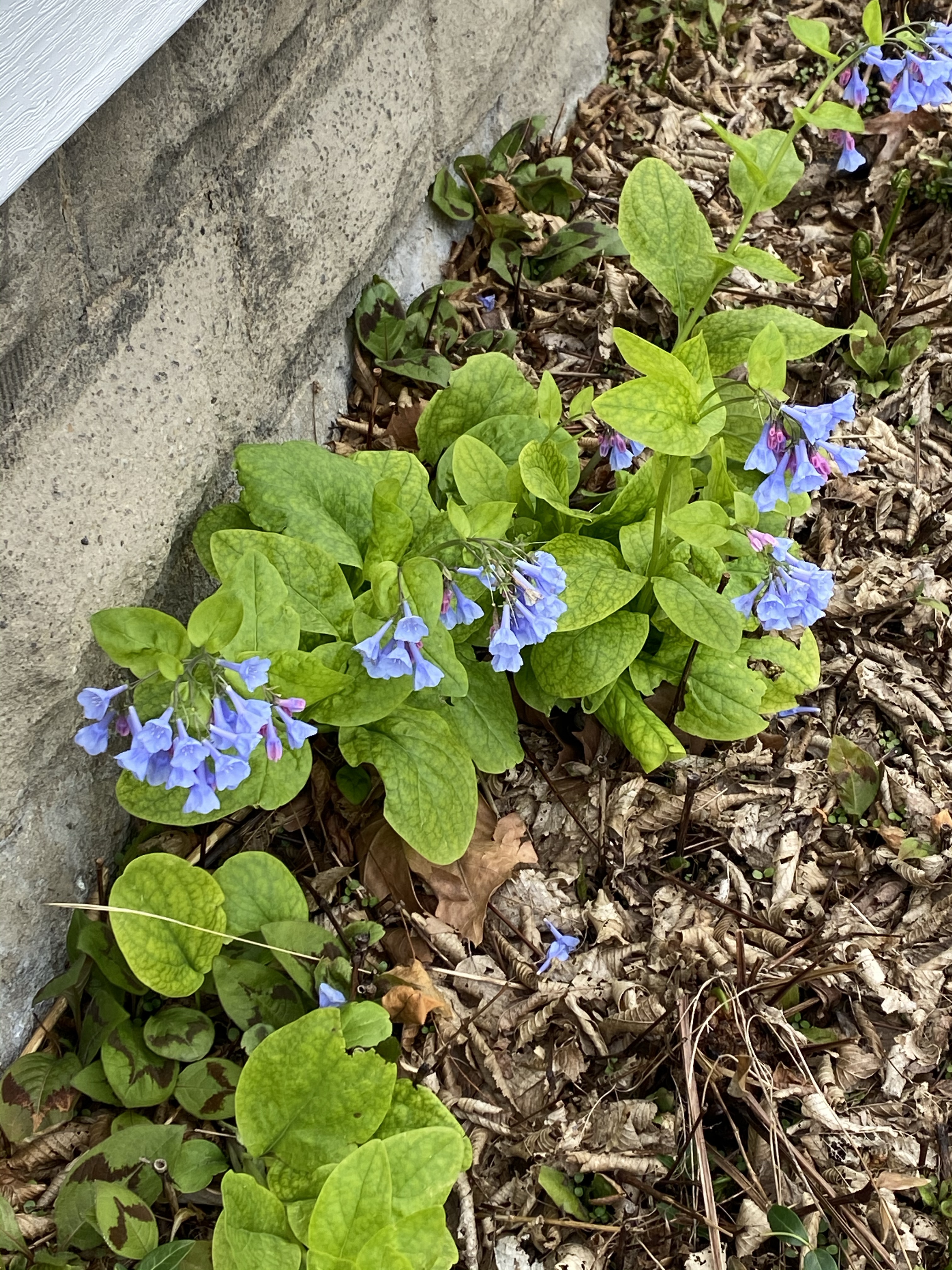 Blue wildflowers and green leaves by wall