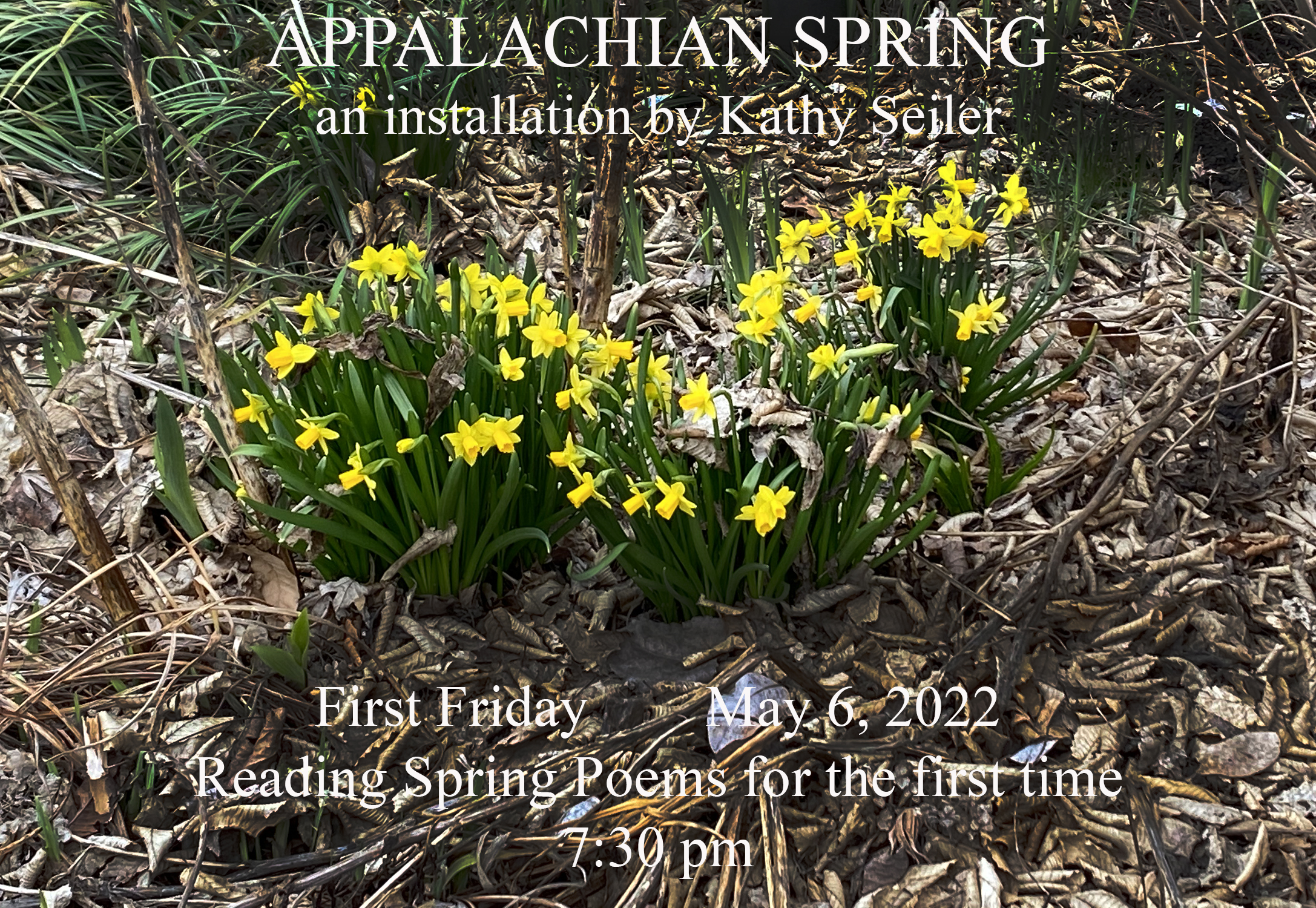 Yellow daffodils blooming among dried leaves
