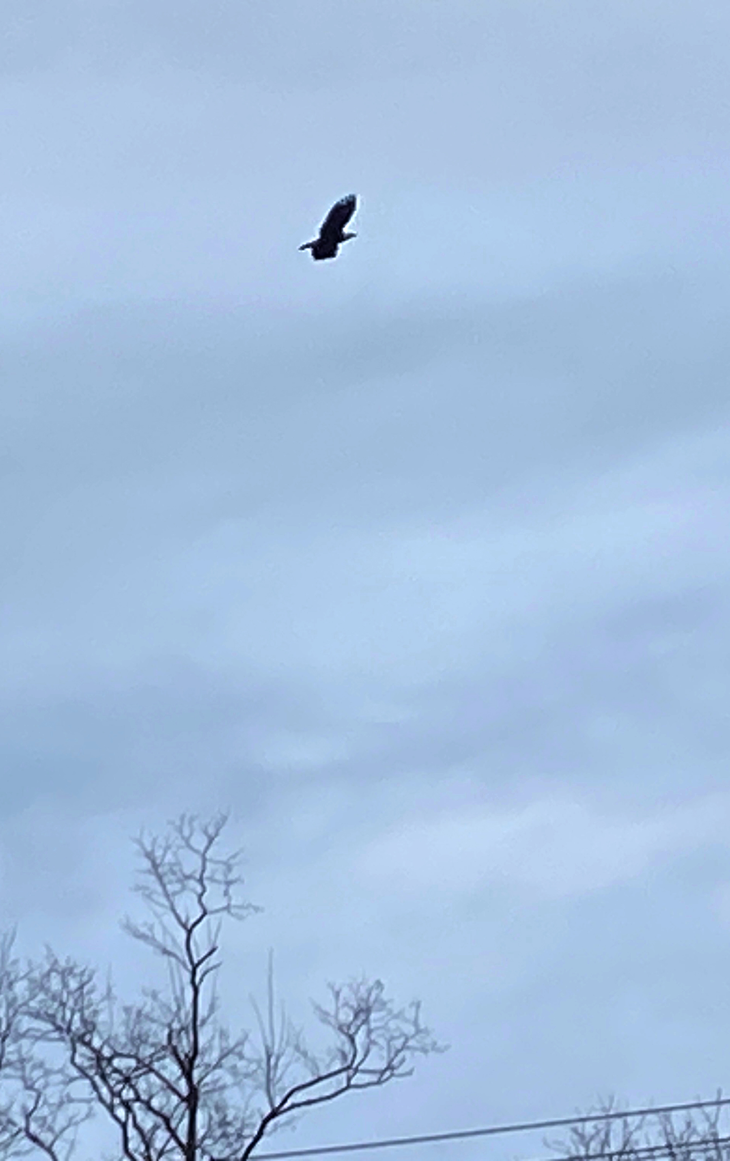 Bird flying against cloudy sky above bare trees